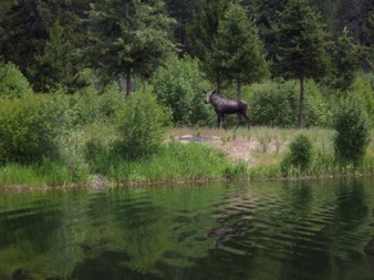 Moose in pond big